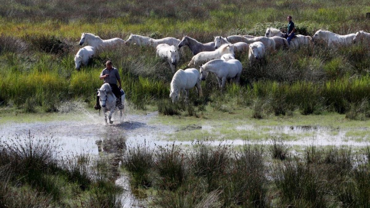  Passeggiate a cavallo nel cuore del Parco del Delt - Club Village & Hotel Spiaggia Romea a Comacchio